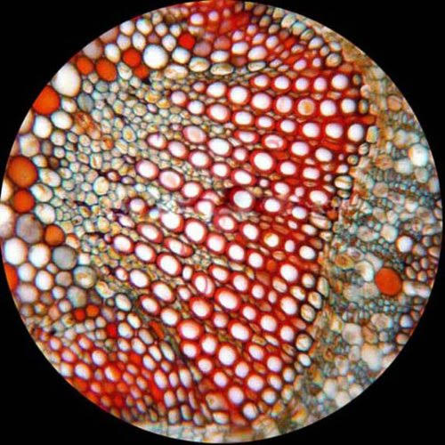 40X-1000X LED Cordless All-Metal Compound Microscope R923165