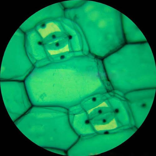 40X-1000X LED Cordless All-Metal Compound Microscope R923165